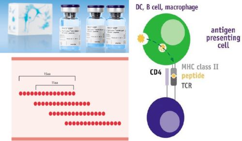 调节性T细胞研究与转化的关键 功能性与特异性及技术咨询